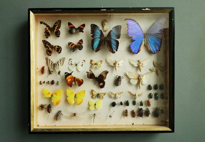 Showcase with Butterflies