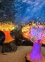 Anemone with Lights 220V