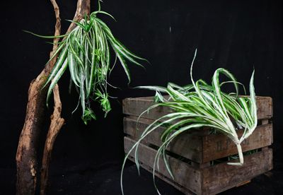 5 Plants Green/White Hanging  in Crate