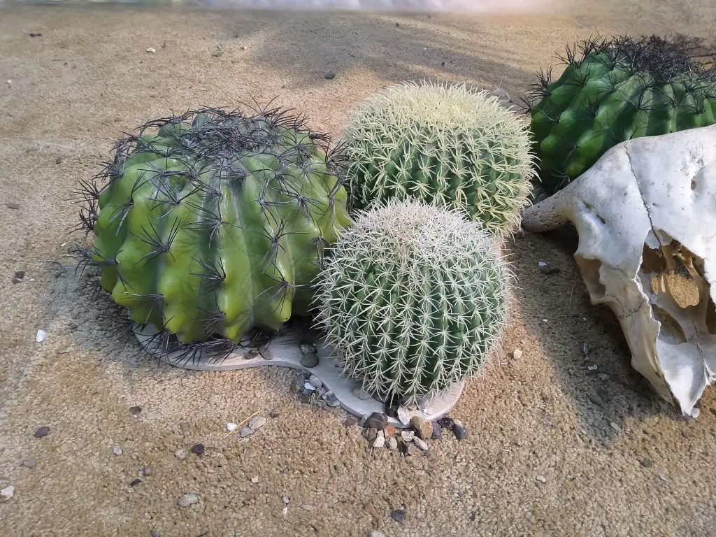 Three Barrel cacti on an Isle