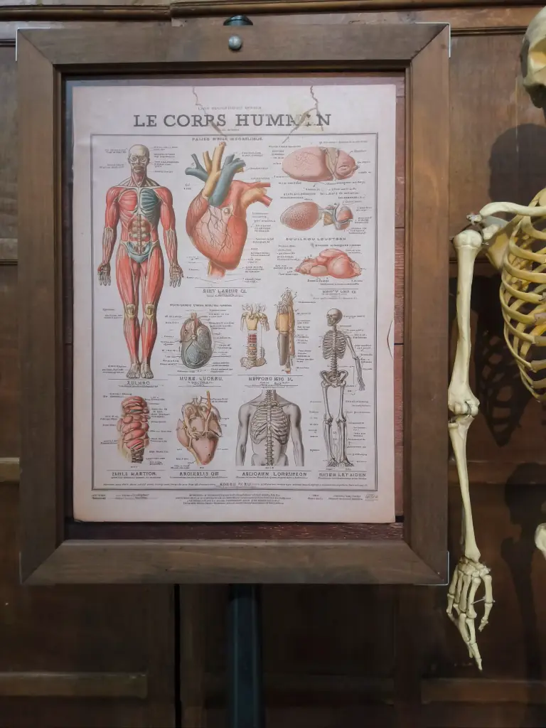 Panel   Chart  wth. "le Corps Humain" 