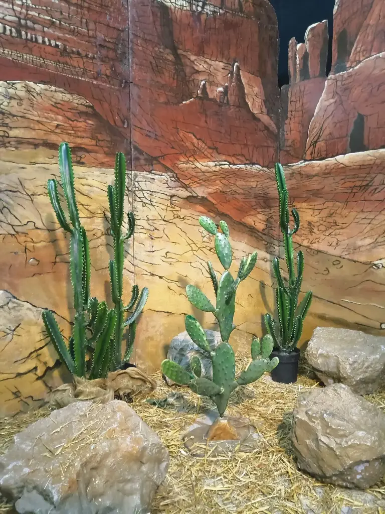 Cactus Small