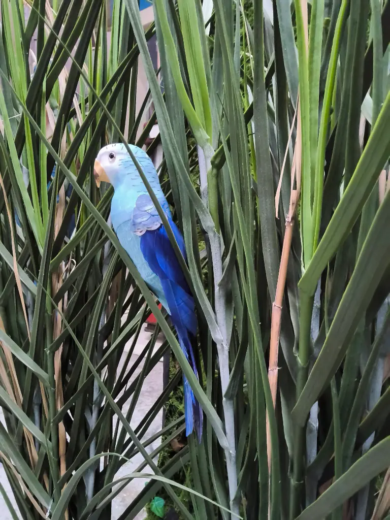 Sale Shell Parakeet 27cm blue