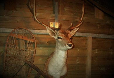 Deer, a stuffed Head with Antlers