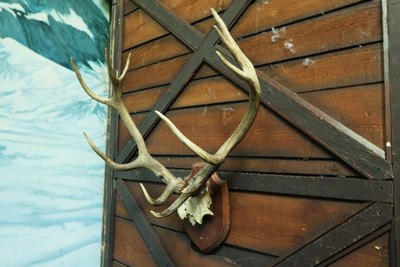 Deer  just  Antlers L