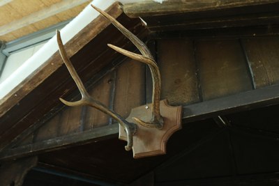 Deer, Antlers, M