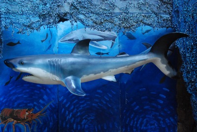 Shark  Blue  270