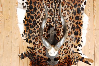 Horns  of a  Antelope  on board