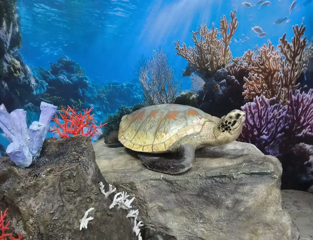 Turtle   life-size  Sea-Turtle 