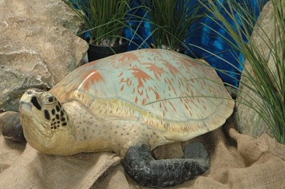 Turtle,   life-size  sea-