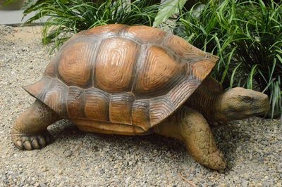 Tortoise  land-