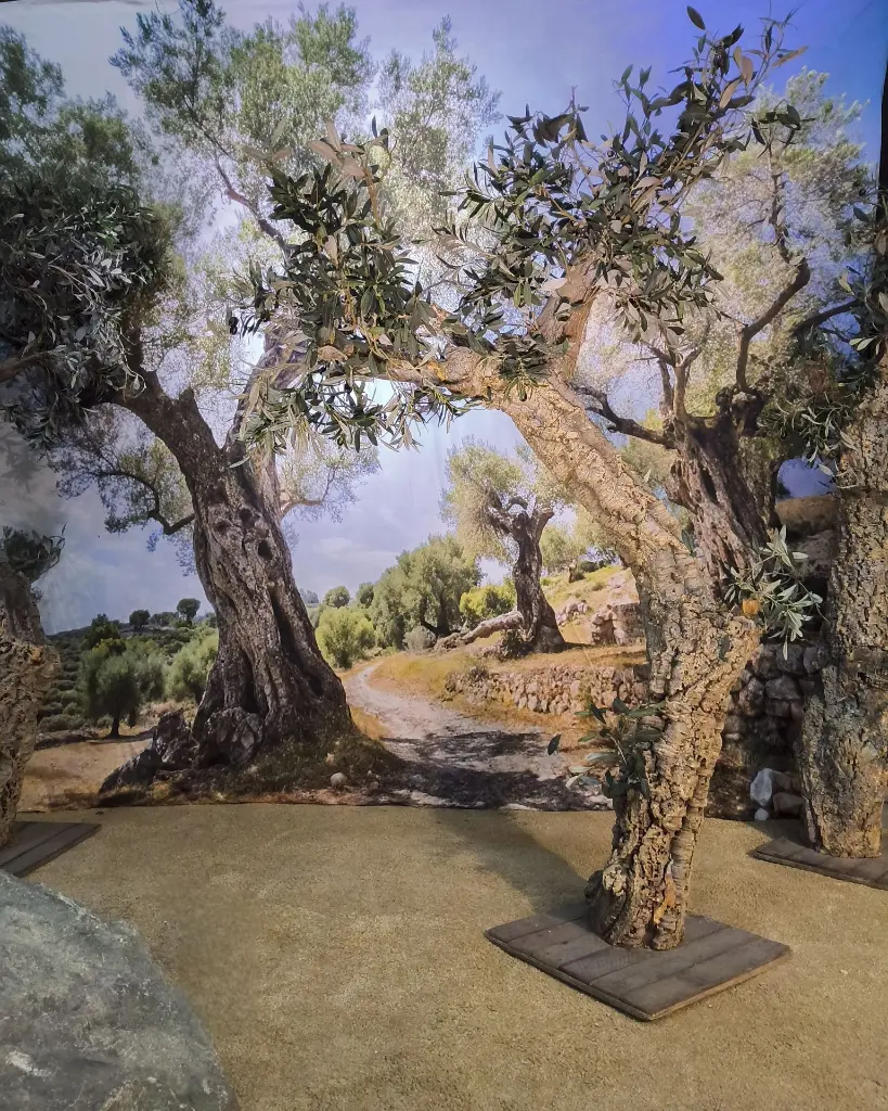 Tree Olive