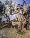 Tree Olive