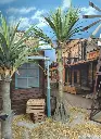 Yucca  Tree  4m    L