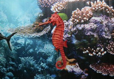 SeaHorse Red