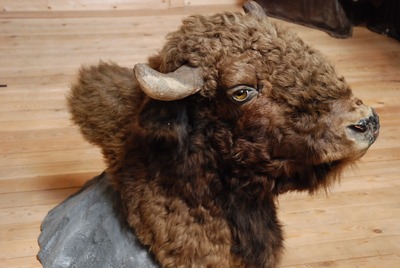 Bison   Buffalo   Head   Stuffed 