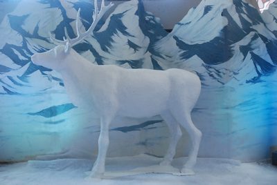 Reindeer, white