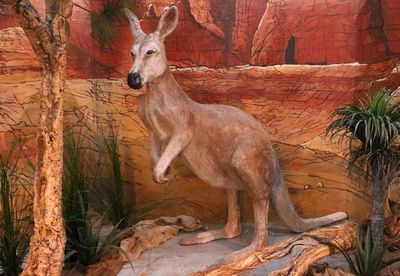 Kangaroo, life-size