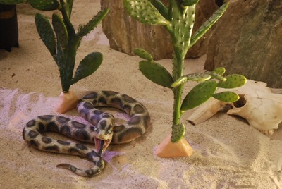 Snake   Python   life-size