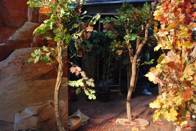 Tree with Coloured Leaves