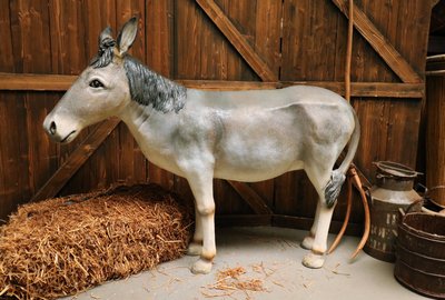Mule Donkey