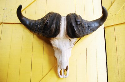 Skull, Buffalo, African