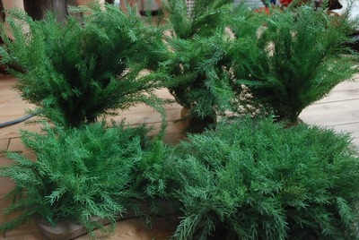 4 pieces Moss plant in case Low