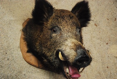 Wild Boar   Head   stuffed