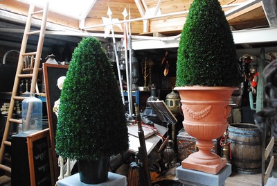 Buxus, Clipped Schrub (vase sep.)
