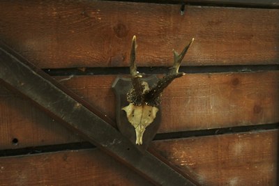Hind, Antlers S on board