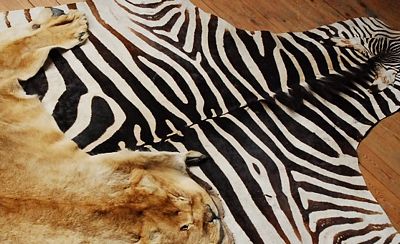 Hide of a Zebra      real