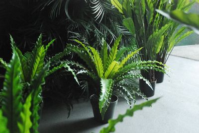 Asplenium, Tongue-fern