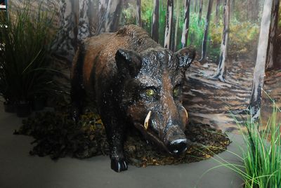 Wild boar   life-size