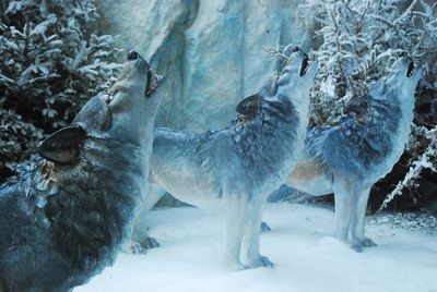 Howling Wolf