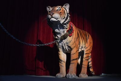 Collar for our Tiger
