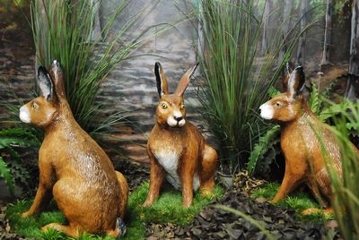 Hare sitting-down    life-size