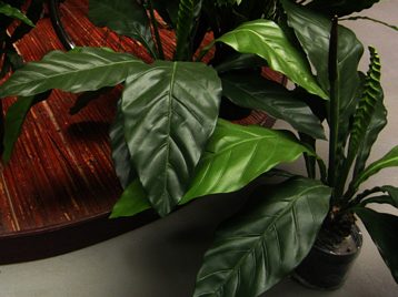 Anthurium Leafplant  Medium