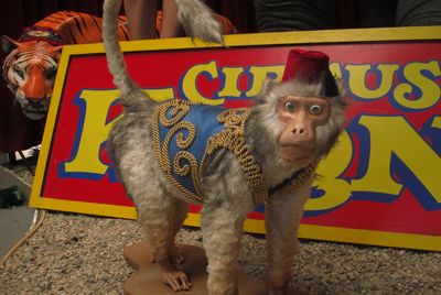 Harness/Suit  to make  Gibbon a Circus Act
