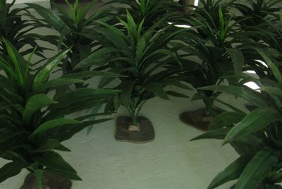 Jungle   Leafplant   Green