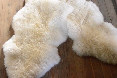 Hide  white   Icebear 