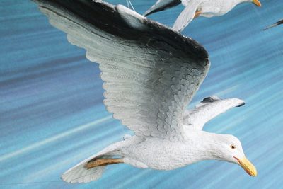 Seagull  Soaring