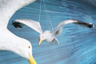 Seagull Hovering