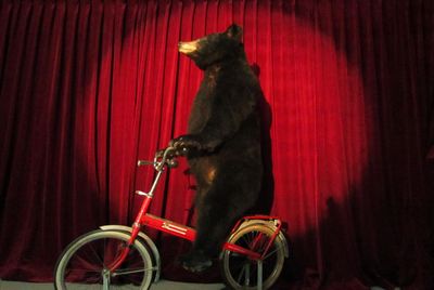 Brown Bear   stuffed  on a Bike