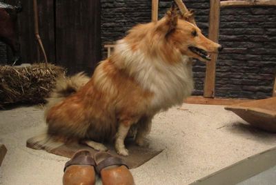 Dog , ""Lassie"", Collie  stuffed