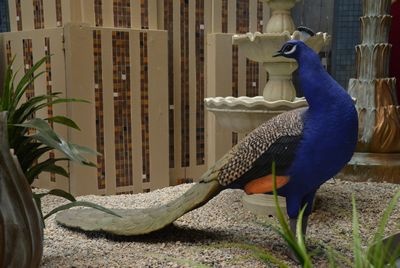 Peacock, life-size