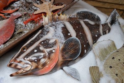 Nassau Grouper  Tropical Fish