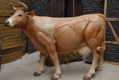 Cow, Brown, head-up , a Limousine