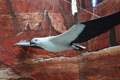 White Bellied Sea Eagle