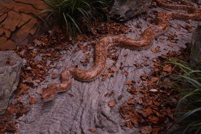 Snake   Anaconda