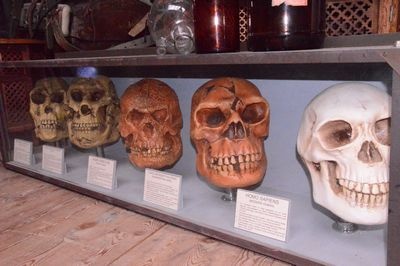 Evolution , five Craniums in Showcase